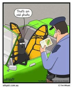 funny butterfly cartoon
